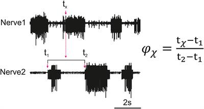 Network Architecture Producing Swing to Stance Transitions in an Insect Walking System